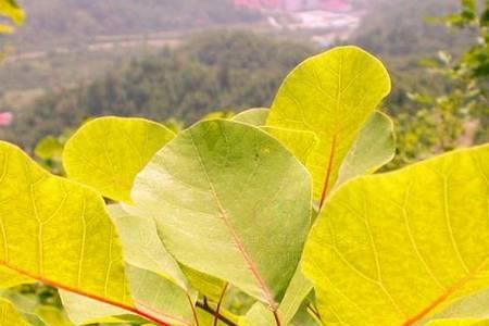 黄栌叶荚蒾介绍