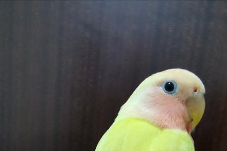 牡丹鹦鹉雏鸟可以吃蛋黄吗