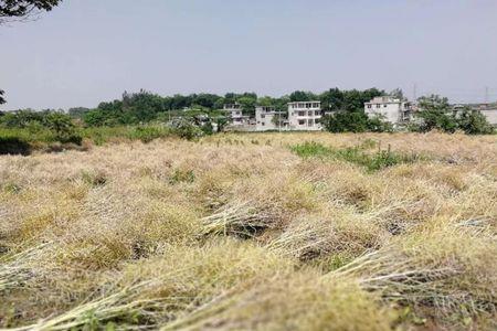 油菜籽播种后20天没出苗怎么办