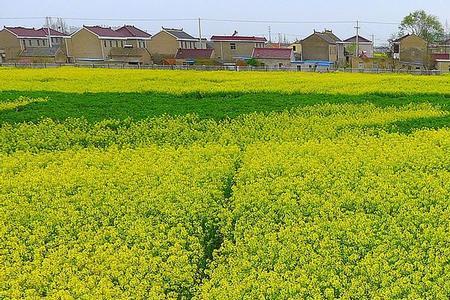 河北冬油菜产量是多少