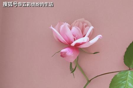 真爱和真情有什么区别