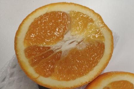 橙子里面没水分是怎么回事