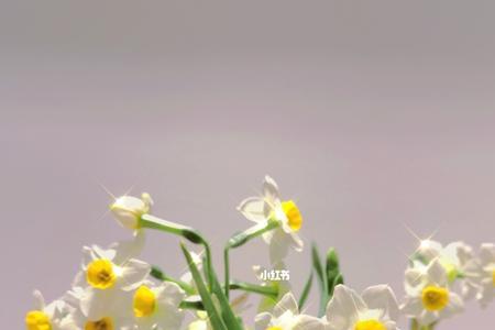 燕子水仙多大开花