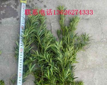 雀舌罗汉松能长到多大