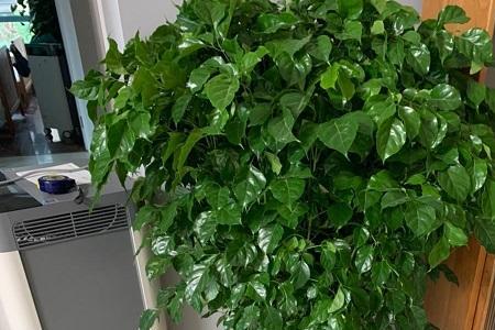 绿宝长成大树要几年