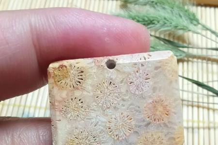 珊瑚玉骨骼花好养吗