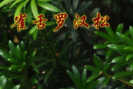 黑珍珠罗汉松与红芽珍珠哪种贵