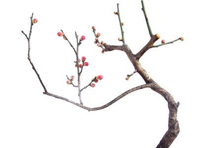乌羽玉梅花与红须朱砂哪个好