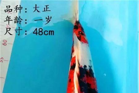 锦鲤灯用三基色还是蓝白好