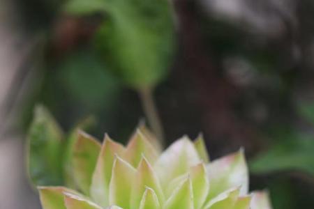 风之森林铁线莲优缺点