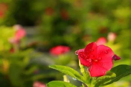 花红草绿是成语吗