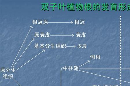 根的初生分生组织由什么构成