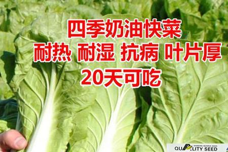 小白菜在河南农历几月份种