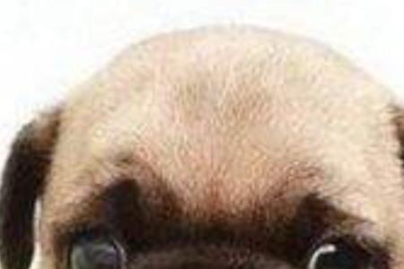中亚牧羊犬吃剩饭剩菜行吗
