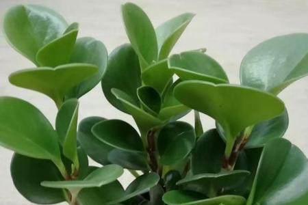 绿梅夏天可以换盆吗
