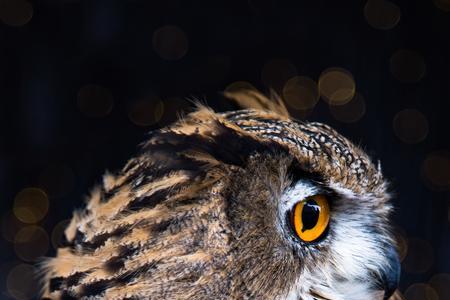 猫头鹰夜间在屋顶叫代表什么