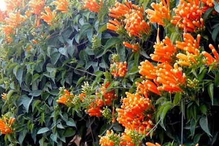 炮仗花珊瑚不开花什么原因
