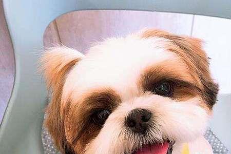 西施犬多大才换完胎毛