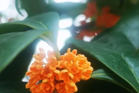 秋香花与丁香花是同一植物吗