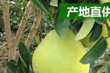 金兰柚和沙田柚哪个更好吃