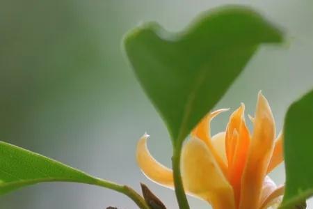 黄桷兰什么时候发新芽