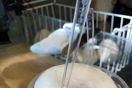 椰子蛋为什么硬的