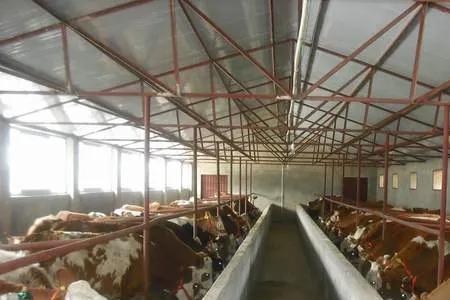 办养牛审批养殖场需要什么条件
