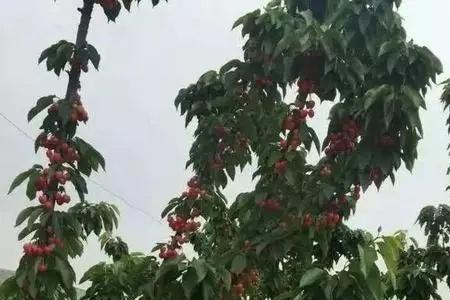 山樱桃可以给大樱桃授粉吗