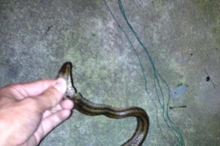 100米捕鳝绝密配方