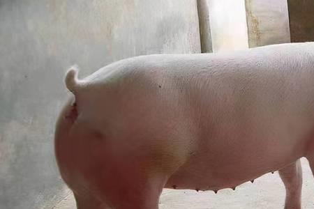 男生叫你小公猪什么意思