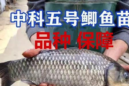黄金鲫鱼家庭饲养密度