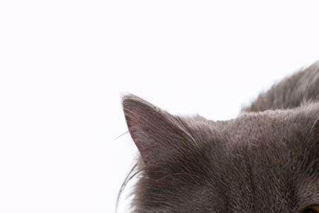 猫咪洗完澡能做内驱吗