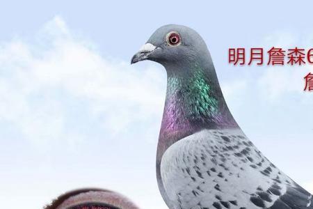 赛鸽训练赛多少次最好