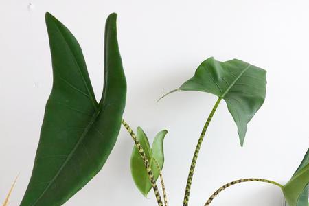 斑马植物的寓意