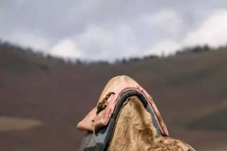 蒙古男人会喜欢南方女人吗
