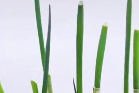 大葱只留根可以发芽吗