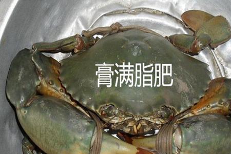 澳洲最大青蟹