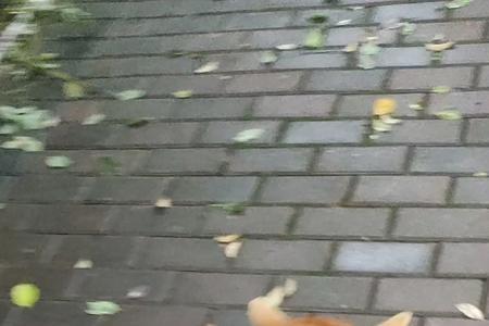 柴犬每天遛多久