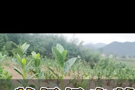 特早奶白茶优缺点