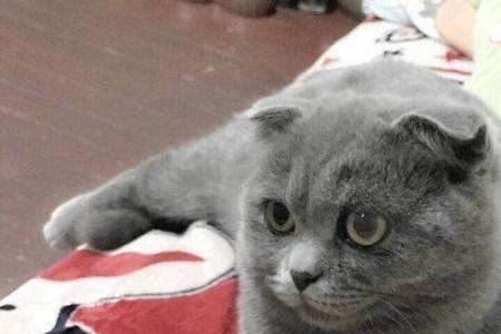 蓝猫一岁长几颗牙