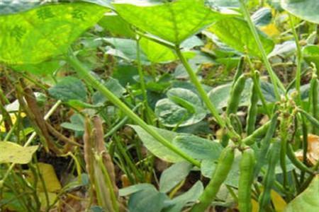 红小豆8月份种晚不晚