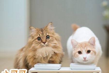 猫咪半年吃多少猫粮