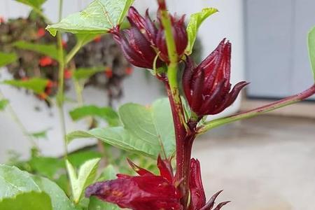 玫瑰茄当年会挂果吗
