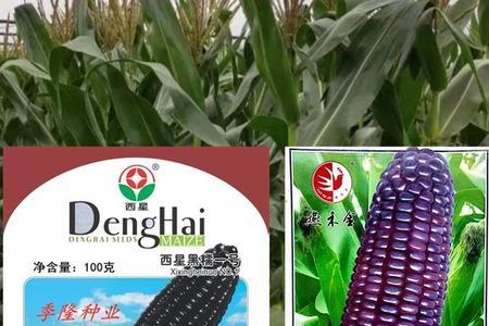运河三号玉米种子是哪个公司
