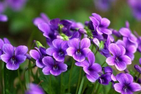 春季芦笋为什么是紫色的