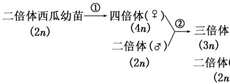 三倍体为什么不能联会