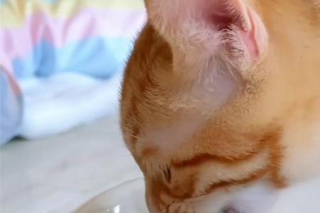 猫咪能吃西兰花吗