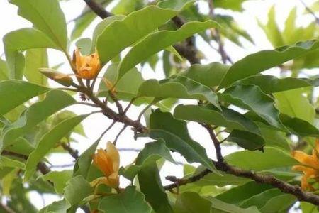 黄桷兰的初期花苞形状