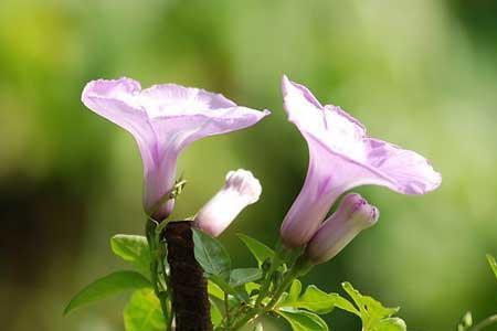牵牛花的性格是什么