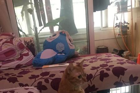 猫咪总是在自己窝里漏尿